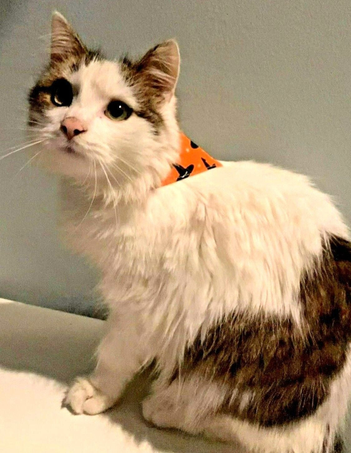 Halloween Dog Collar 
