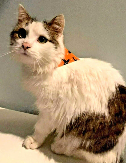 Halloween Dog Collar 