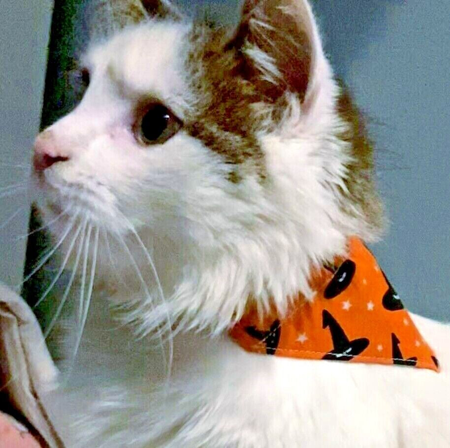 Halloween Dog Collar 